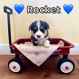 Rocket - Black and tan male Pembroke Welsh Corgi puppy in Corning, California from C.H. Pembroke Corgis