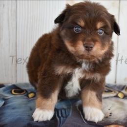 Red - Red tri male Miniature Australian Shepherd puppy in Lubbock, Texas from Texas Bluebonnet Herders