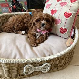 Noel - Red female Cavapoo puppy in Los Angeles, California from Myles Barnum