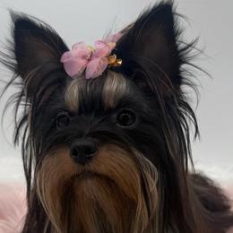 Bailey - Yorkshire Terrier