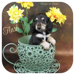 FLASH - AKC Registered 2200 - Black and tan male Dachshund puppy in Graceville, Florida from Misty's 101 Doxies