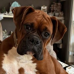 Remi - Boxer