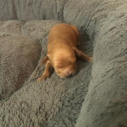 Jacob - Brown male Maltipoo puppy in Hudson, Indiana from A&G Maltipoos