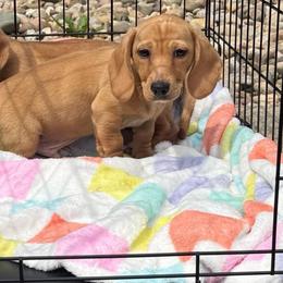 Frank - Red male Dachshund puppy in Maidsville, West Virginia from L&B Lowriders