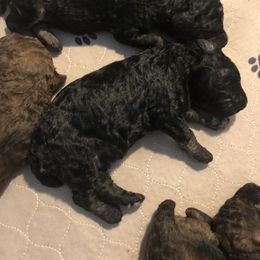 Poodle Puppies from Tails Up Standard Poodles