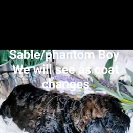 Poodle Puppies from Caboodles of Poodles