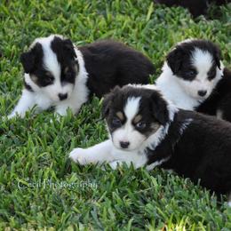Australian Shepherd Puppies from Dovehawk Australian Shepherds