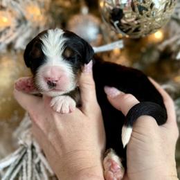 Grey collar - Black rust and white male Bernese Mountain Dog puppy in Altura, Minnesota from Bluffside Berners