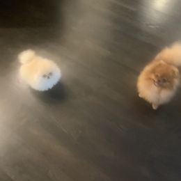 Pomeranian Puppies from Halo Poms