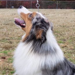 Pippi - Australian Shepherd