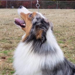 Pippi - Australian Shepherd