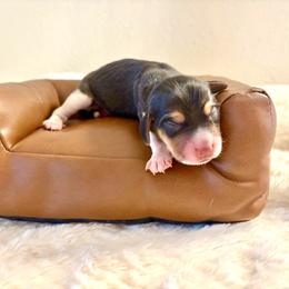 Cruton - White black and tan male Beagle puppy in Judsonia, Arkansas from Mayberry Acres Beagles and Basset Hounds