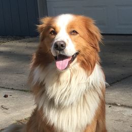 Quince - English Shepherd