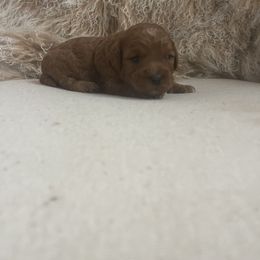 Cavapoo and Goldendoodle Puppies from Surfer Doodles