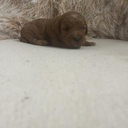 Cavapoo and Goldendoodle Puppies from Surfer Doodles