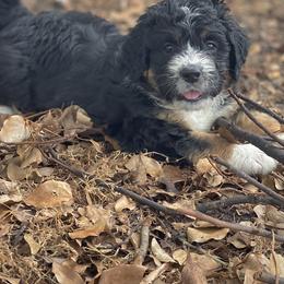 American Eskimo Dog and Bernedoodle Puppies from Shadow Kennels