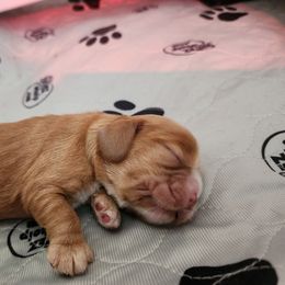 Cocker Spaniel Puppies from Lupine Cocker Spaniels