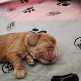 Cocker Spaniel Puppies from Lupine Cocker Spaniels
