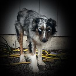 Roo - Miniature Australian Shepherd
