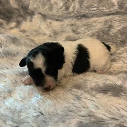 Amber - Parti female Poodle puppy in Haddam, Kansas from Golden B Acres