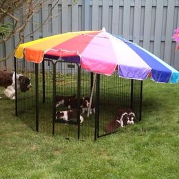 English Springer Spaniels from Sanroc ESS