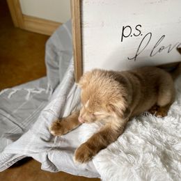 Australian Shepherd and Miniature Australian Shepherd Puppies from Integrity Aussies Tx