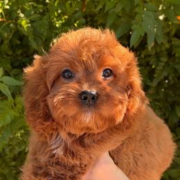 Jerry - Red male Cavapoo puppy in Tucson, Arizona from Adored Poodle & Doodles