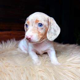 Twyla - Dapple female Dachshund puppy in Washburn, Tennessee from Clinch Mountain Dachshunds