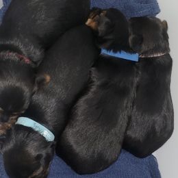 Companion Crosses and Yorkshire Terriers from Jenny's Yorkies