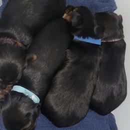 Companion Crosses and Yorkshire Terriers from Jenny's Yorkies