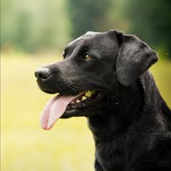 Karma - Labrador Retriever