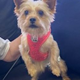 Yorkshire Terriers from Shay's Yorkies