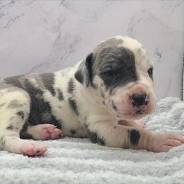 Cleo - Harlequin female Great Dane puppy in Kannapolis, North Carolina from Carolina Great Danes & Toy Poodles