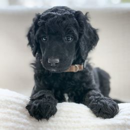 Boba Fett - Phantom male Poodle puppy in Berthoud, Colorado from Yellow Dog Farm