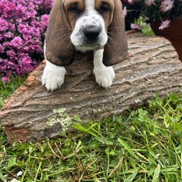 Basset Hound Puppies from Susan's Basset Hounds