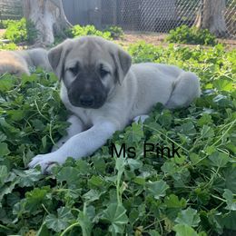 Ms Pink - Anatolian Shepherd Dog puppy in Michigan from T&S Anatolians