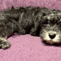 Miniature Schnauzer Puppies from Patty’s Little Pups