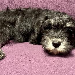 Miniature Schnauzer Puppies from Patty’s Little Pups
