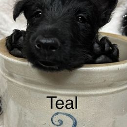 Scottish Terrier Puppies from Mel Armstrong's Scottish Terriers