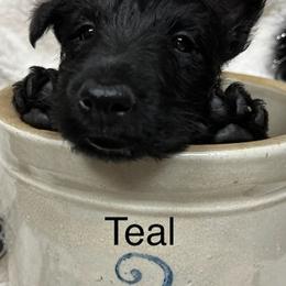 Scottish Terrier Puppies from Mel Armstrong's Scottish Terriers