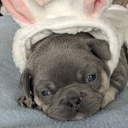 French Bulldogs from Rebel Belle Bullies