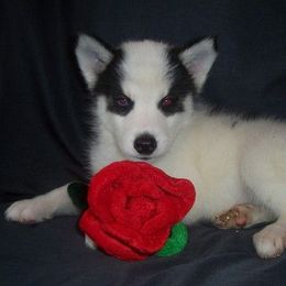 Siberian Husky Puppies from Carmona Kennels