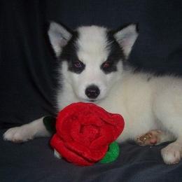 Siberian Husky Puppies from Carmona Kennels