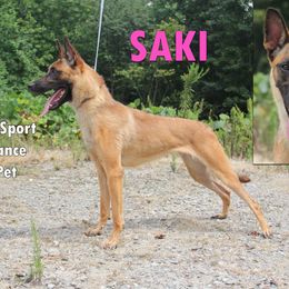 Saki - Yellow female Dutch Shepherd puppy in Jasper, Georgia from Von Der King Working Dogs