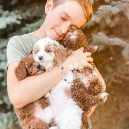 Cavapoo and Poodle Puppies from Freckle Paw Poodles