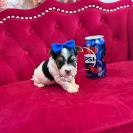 Banana - Parti male Yorkipoo puppy in Pennsauken, New Jersey from Noir Luxe Litters of NJ