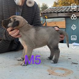 Male 5 - Fawn male Anatolian Shepherd Dog puppy in Daggett, Michigan from T&S Anatolians