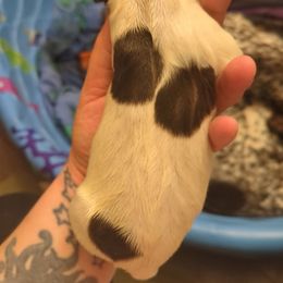 Girl 1 - Liver and white German Shorthaired Pointer puppy in Appleton, Wisconsin from Kay Quaintance's German Shorthaired Pointers