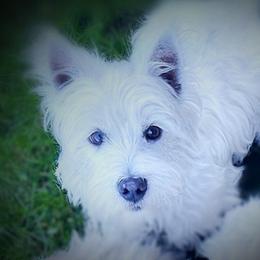 Ameila - West Highland White Terrier