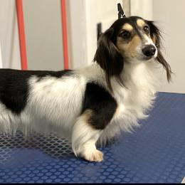 Schnitzel  - Dachshund